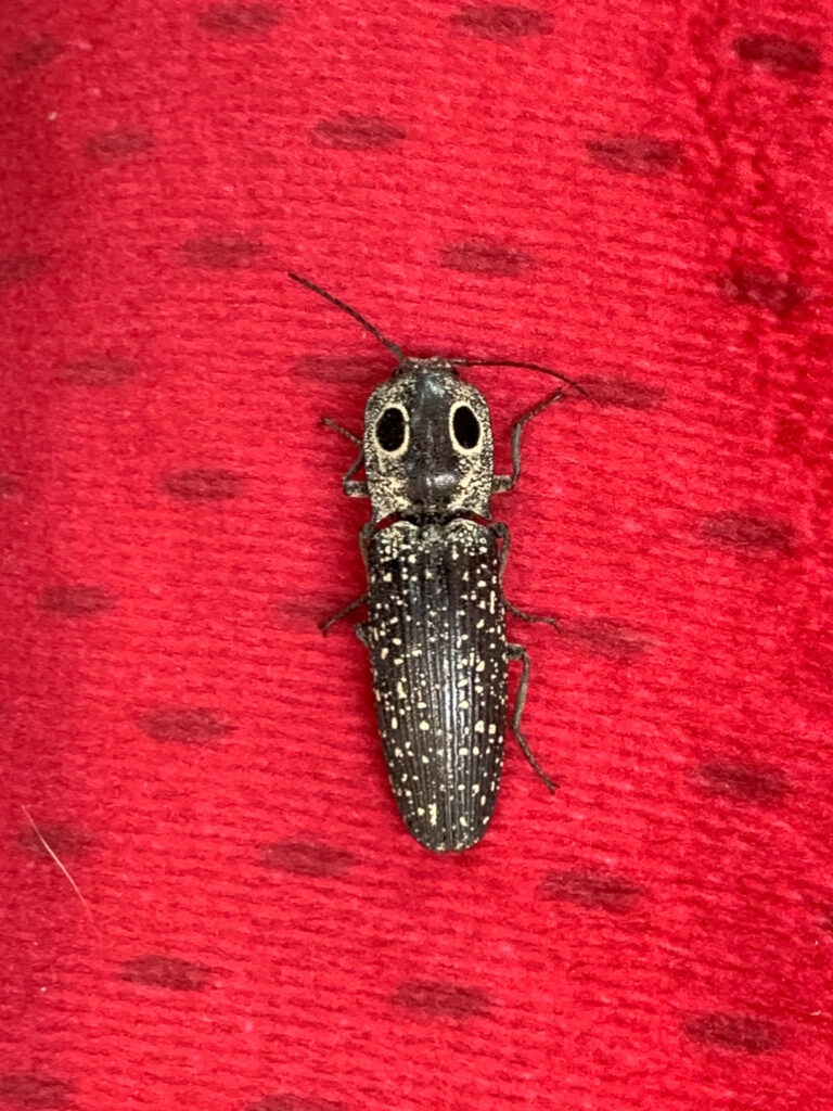 Close-up of speckled black and brown click beetle on vibrant red textured fabric background Wallpaper