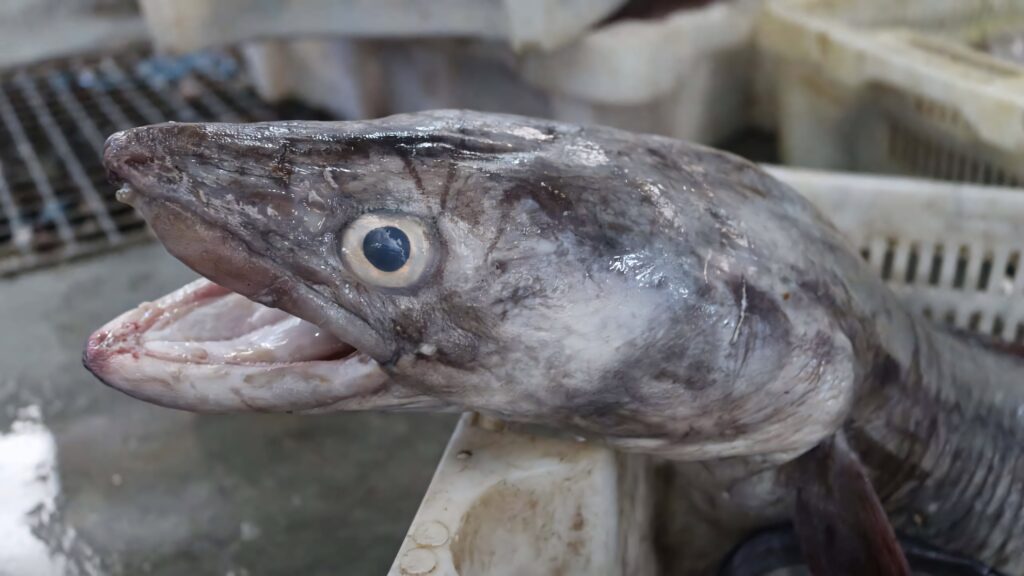 Close-up of conger eel with textured skin and eye at busy market with crates and wet floor background Wallpaper