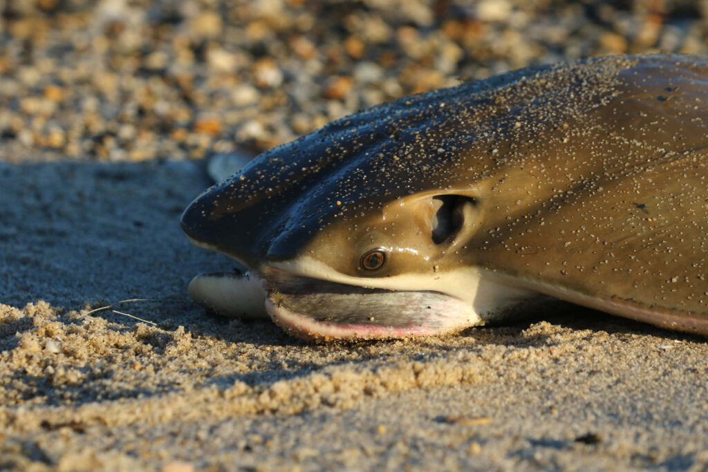 Close-up of Cownose Ray on sandy sea floor showing smooth brown skin and unique face details Wallpaper