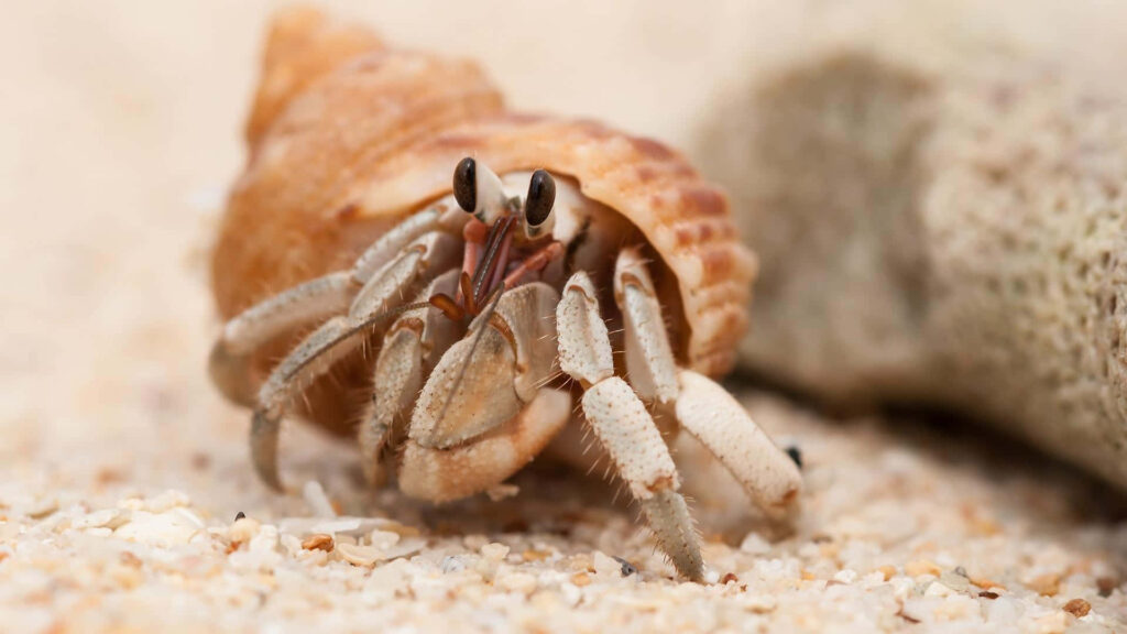 Close-up of a detailed crab on sandy beach with textured shell and vivid eyes marine wallpaper