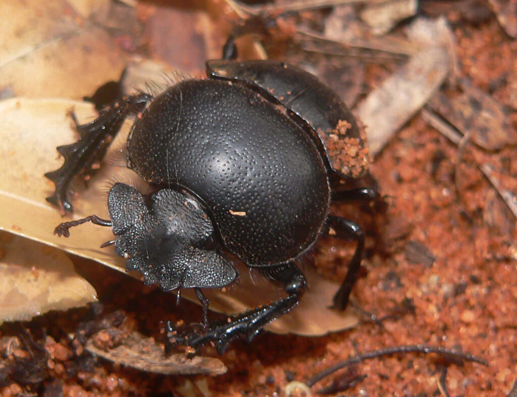 Close-up of textured black dung beetle on reddish soil with dry leaves natural background wallpaper