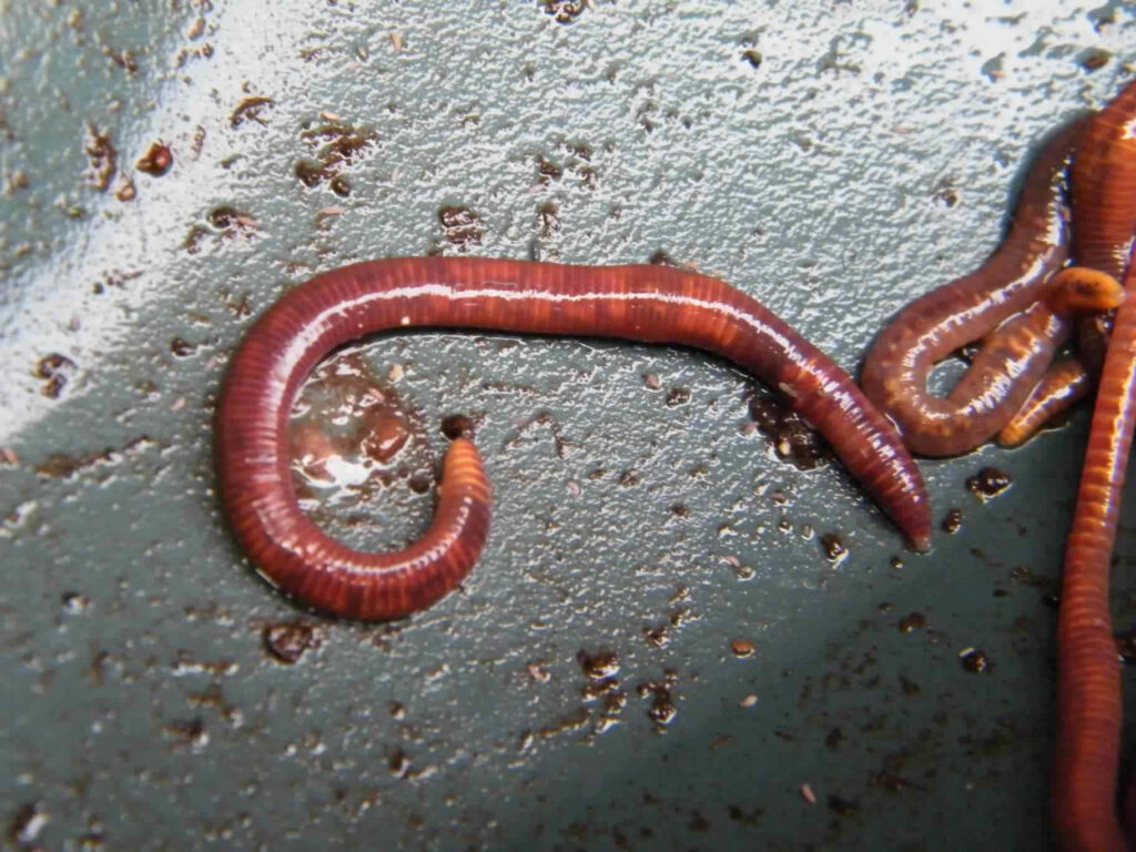 Close-up of reddish-brown earthworm on textured moist soil showing segmented body detail Wallpaper