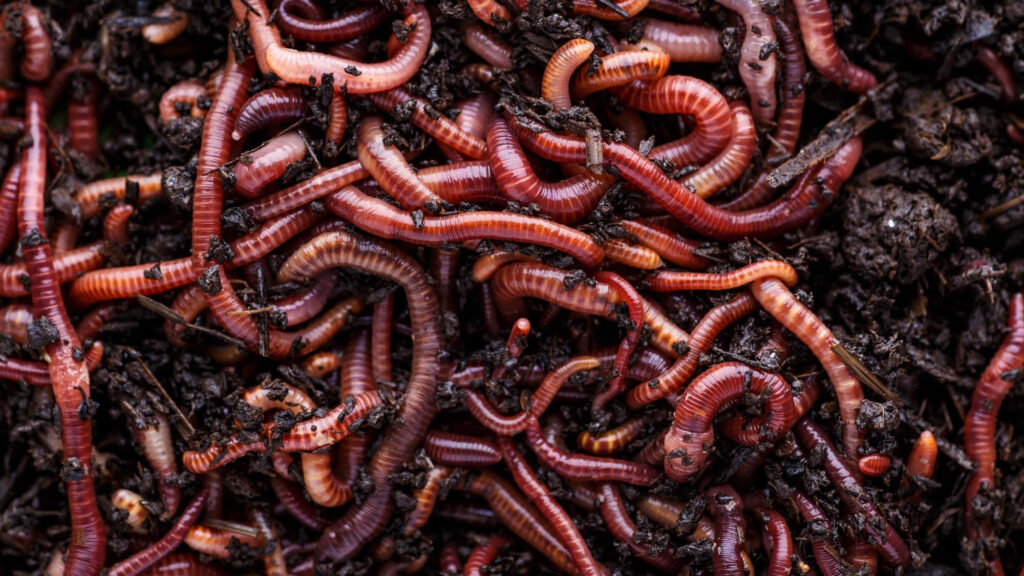 Close-up of reddish-brown earthworms intertwined in dark soil showcasing natural texture and patterns Wallpaper