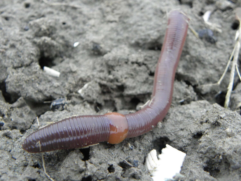 Close-up of segmented earthworm on dark textured soil rich brown tones nature wallpaper background