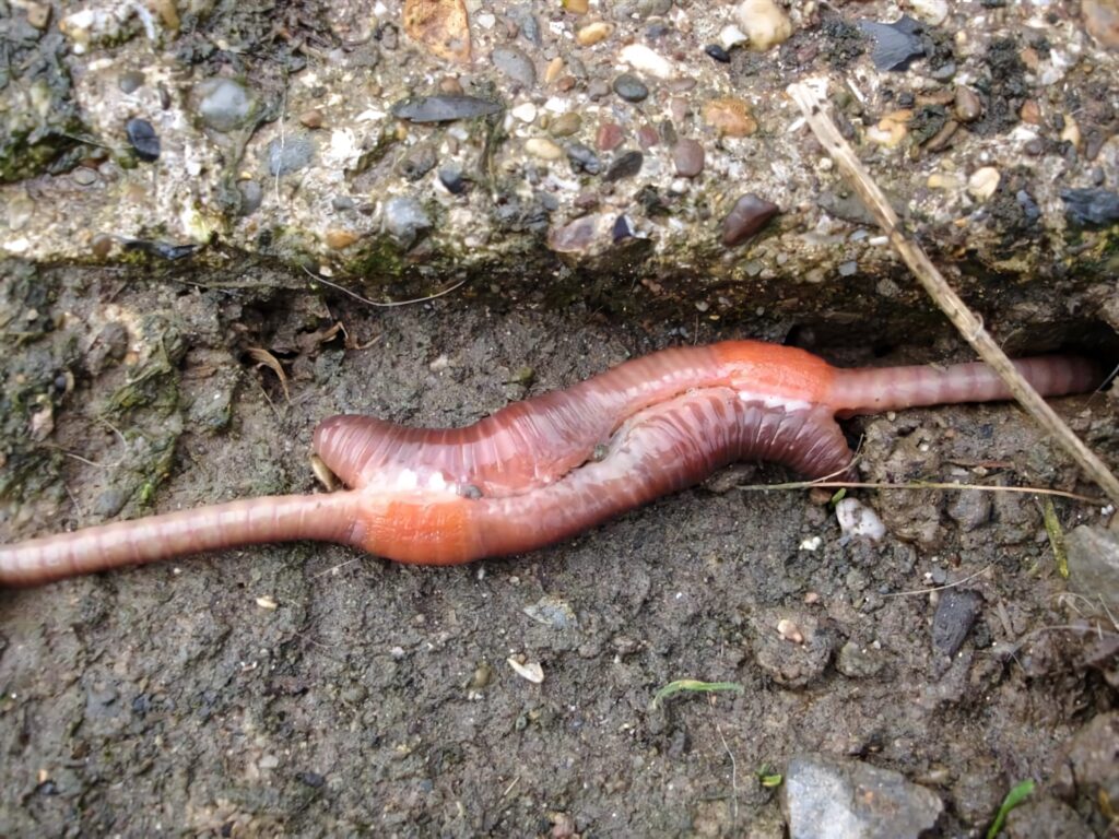 Close-up of earthworm on moist soil under textured stone showing segmented body natural tones Wallpaper