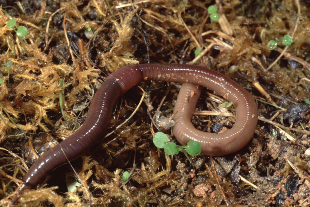 Close-up of earthworm crawling on moist soil and moss rich brown and green earth tones wallpaper