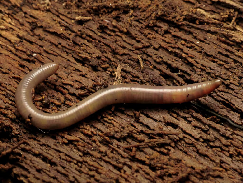 Close-up of earthworm on textured brown tree bark detailed organic nature wallpaper background
