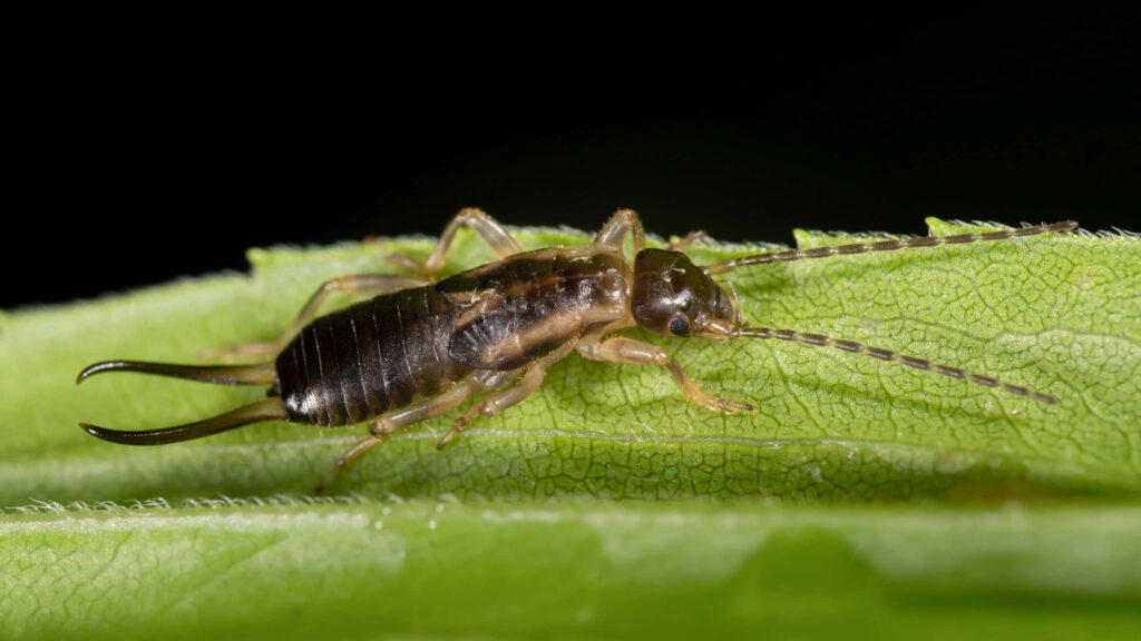 Close-up of an earwig on vibrant green leaf with slender brown body and distinct pincers in sharp focus Wallpaper