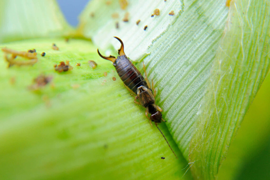 Close-up of brown earwig with pincers on vibrant green leaf showing insect details and textures Wallpaper