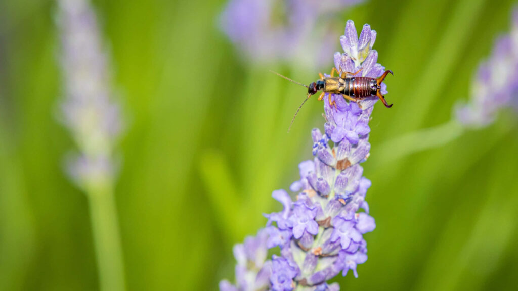 Close-up of earwig on vibrant lavender flower with soft green background nature wallpaper