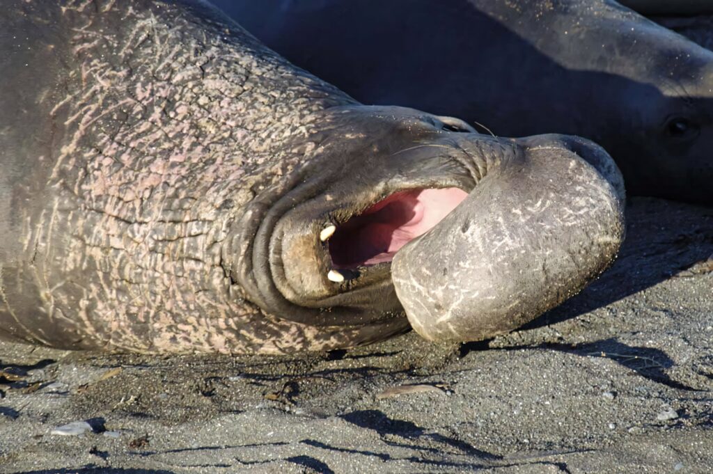 Close-up of elephant seal on sandy beach showing textured skin sharp teeth and coastal habitat Wallpaper