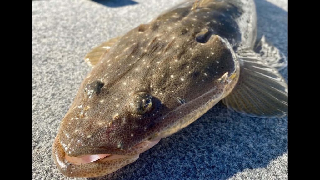 Close-up of Flathead fish with mottled skin on gray boat deck in natural sunlight background Wallpaper
