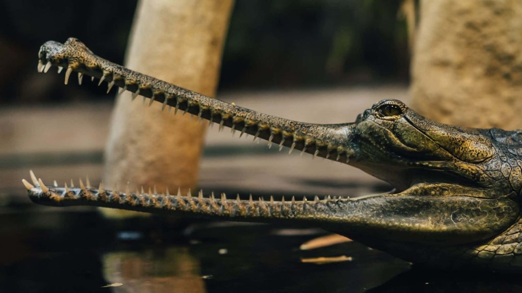 Close-up profile of a Gharial with textured skin and sharp teeth in moody lighting wallpaper
