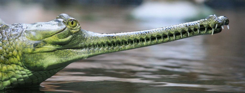 Close-up side profile of a Gharial with long snout and sharp teeth in calm natural water background Wallpaper