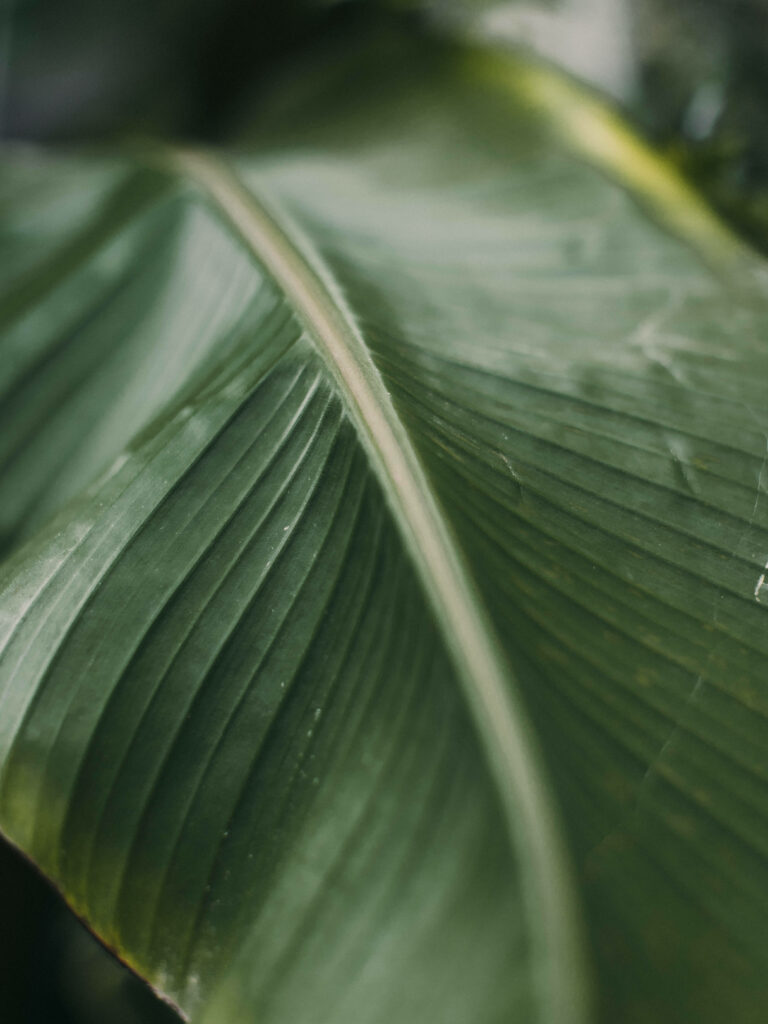 Close-up of lush green banana leaf with detailed veins and tropical natural texture background Wallpaper