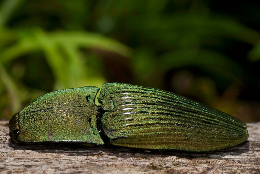 Close-up of green metallic click beetle with shimmering exoskeleton on blurred background wallpaper