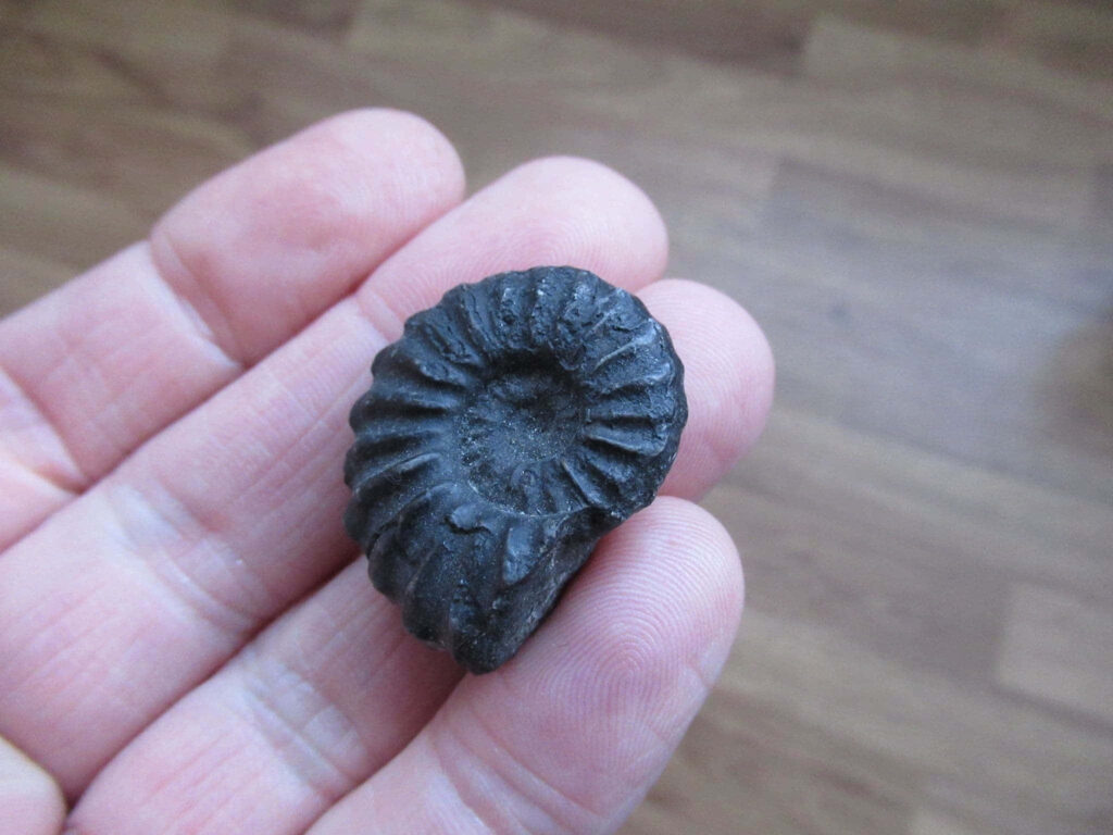Close-up of hand holding detailed fossilized ammonite with spiral patterns on wallpaper background