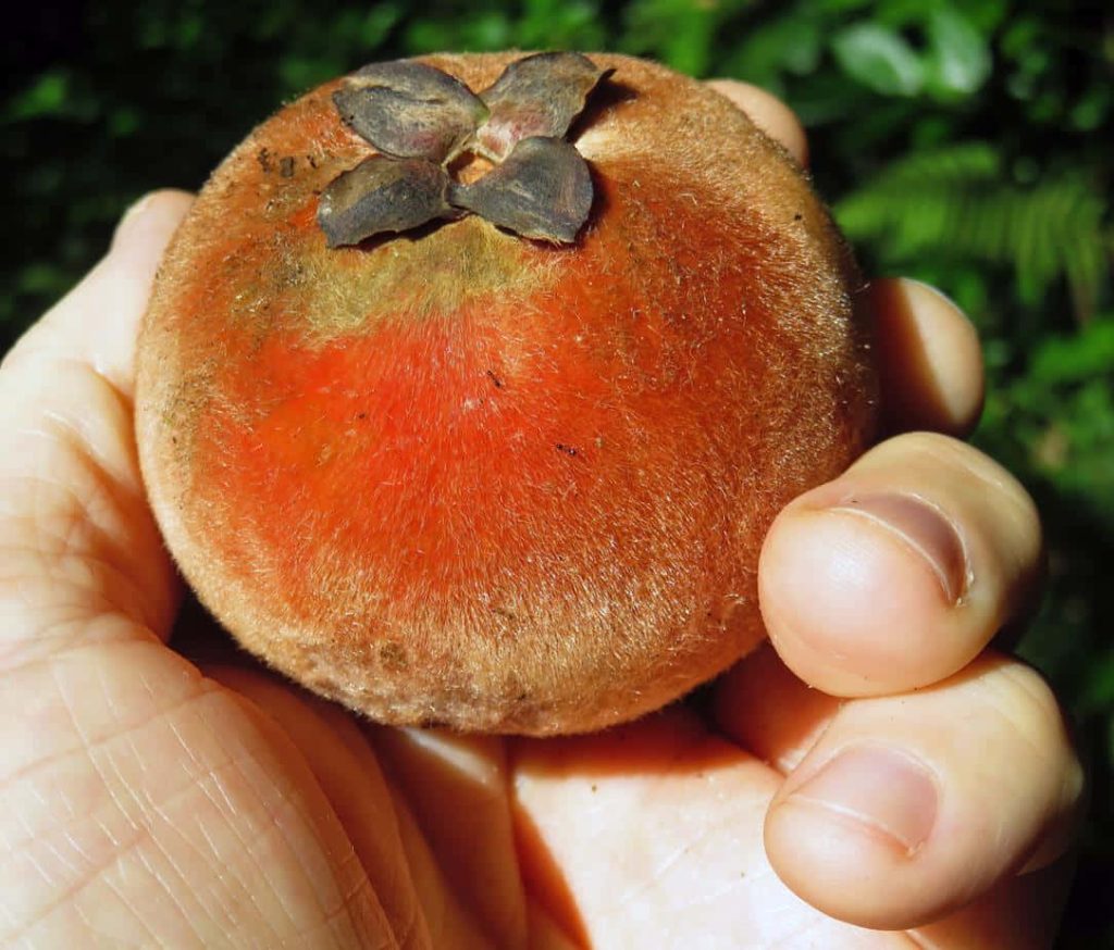 Close-up of hand holding ripe Mabolo Velvet Apple with fuzzy reddish-brown skin and green background Wallpaper