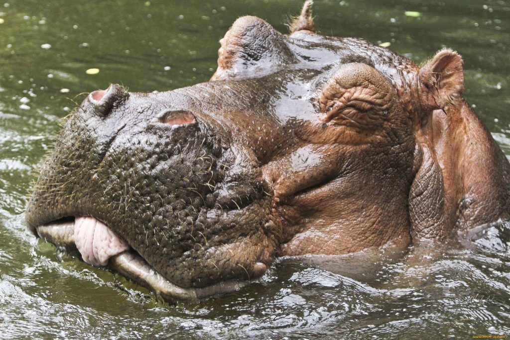 Close-up of playful hippopotamus with wet textured skin partially submerged in water wildlife wallpaper