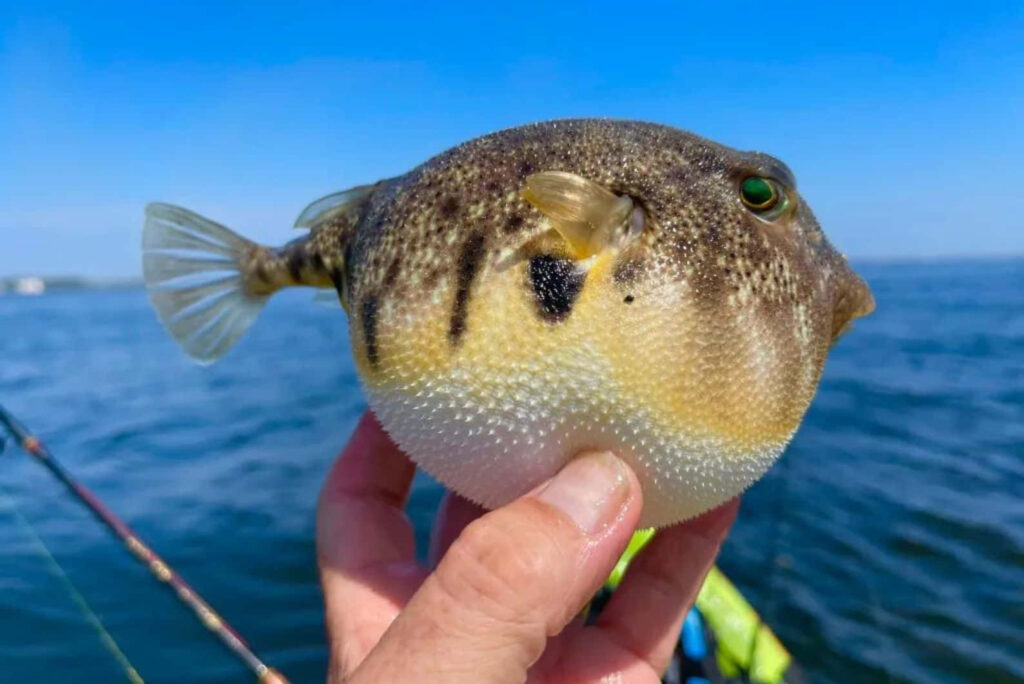 Close up of inflated blowfish held above calm sea with clear blue sky background wallpaper