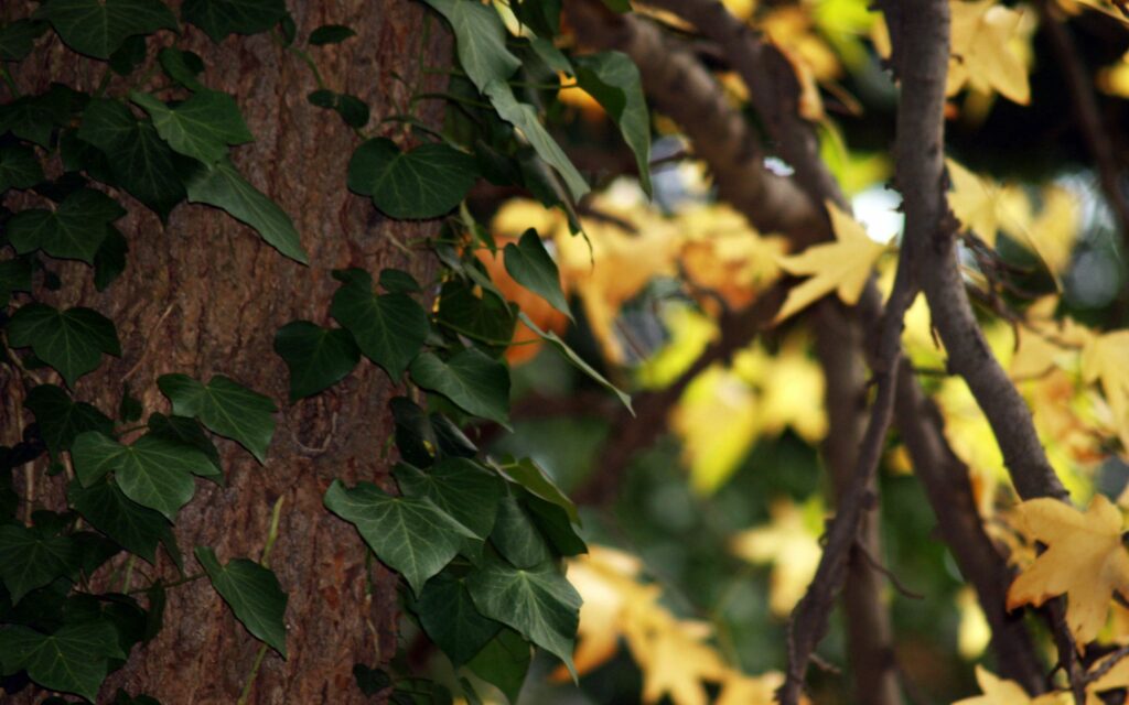 Close-up of tree trunk with green ivy and blurred golden yellow autumn leaves wallpaper background