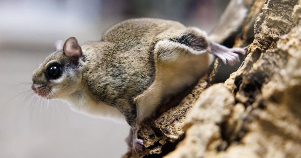 Close-up of Japanese Dwarf Flying Squirrel on tree bark HD wildlife wallpaper background