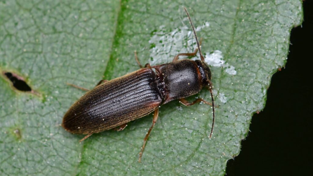 Close-up click beetle on textured green leaf showing ridged dark brown body and delicate legs Wallpaper