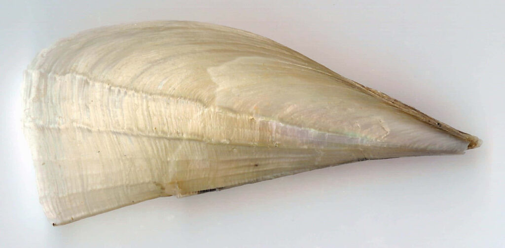 Close-up of a Pen Shell bivalve mollusk with iridescent elongated creamy textured shell background Wallpaper