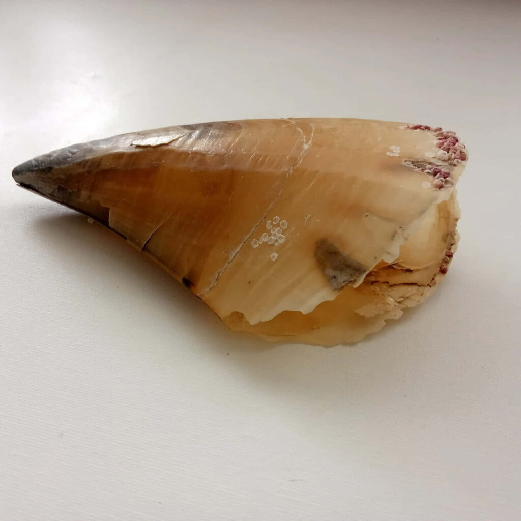 Close-up of Pen Shell seashell showing natural textures and patterns on white background wallpaper