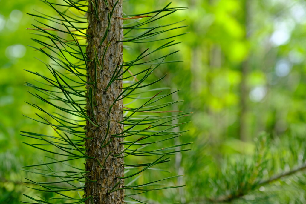 Close-up of textured pine tree bark with green needles and blurred vibrant forest background wallpaper