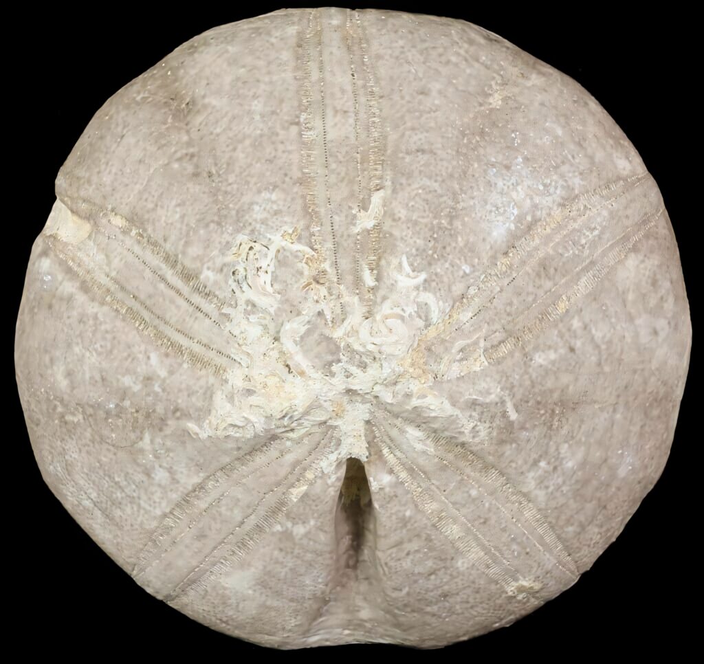 Close-up of sand dollar underside showing intricate star patterns beige marine texture background Wallpaper