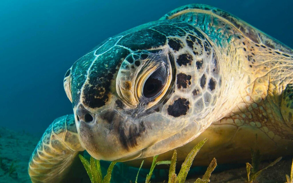 Close-up of a sea turtle underwater showing detailed shell patterns and expressive eyes wallpaper