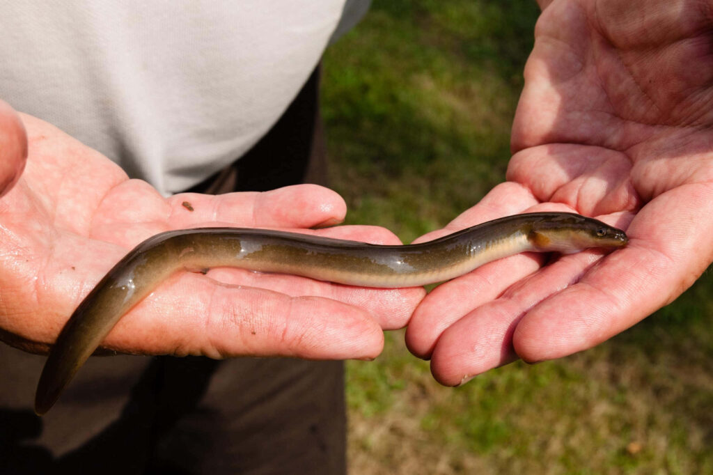 Close-up of slender eel resting in hands with smooth skin in natural sunlight and green background Wallpaper