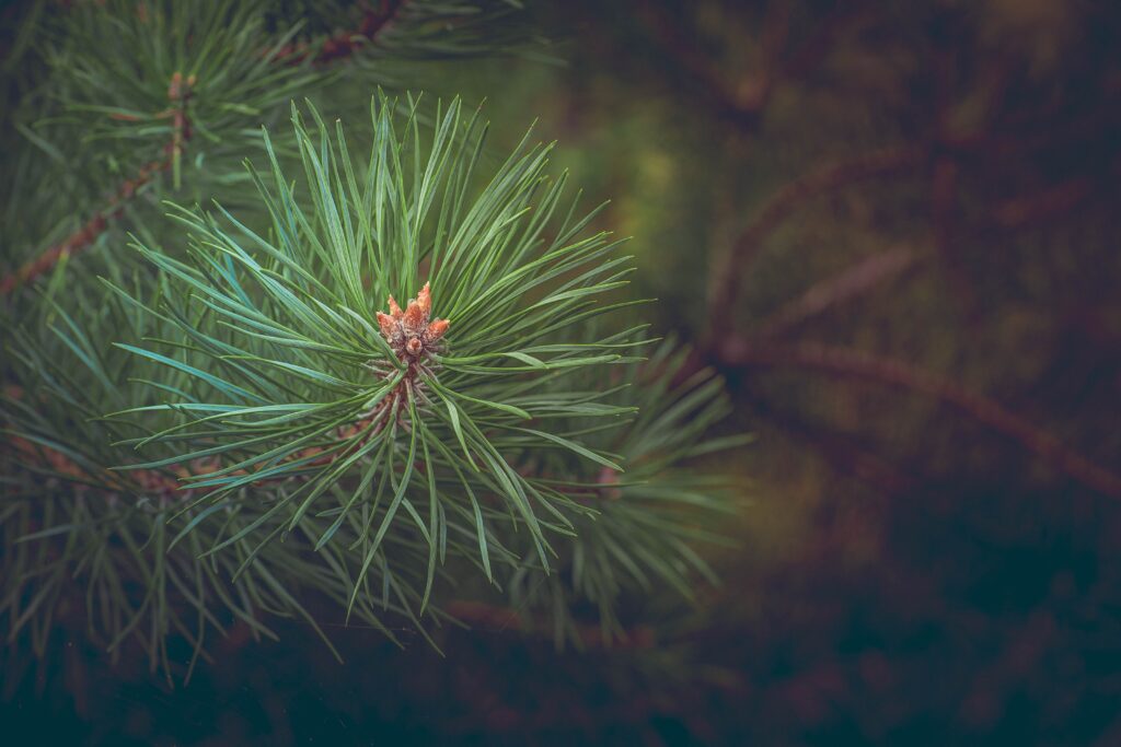 Close-up of spruce branch with sharp green needles and soft lighting natural wallpaper background