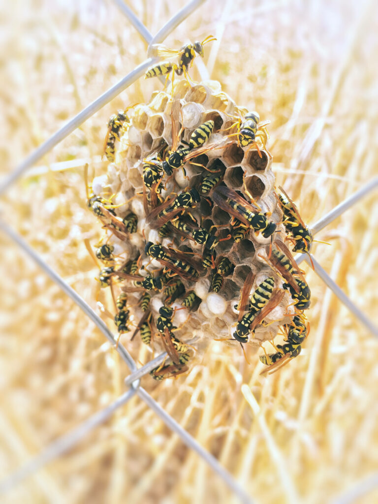Close-up of intricate wasp nest with yellow and black wasps on hexagonal honeycomb pattern background Wallpaper