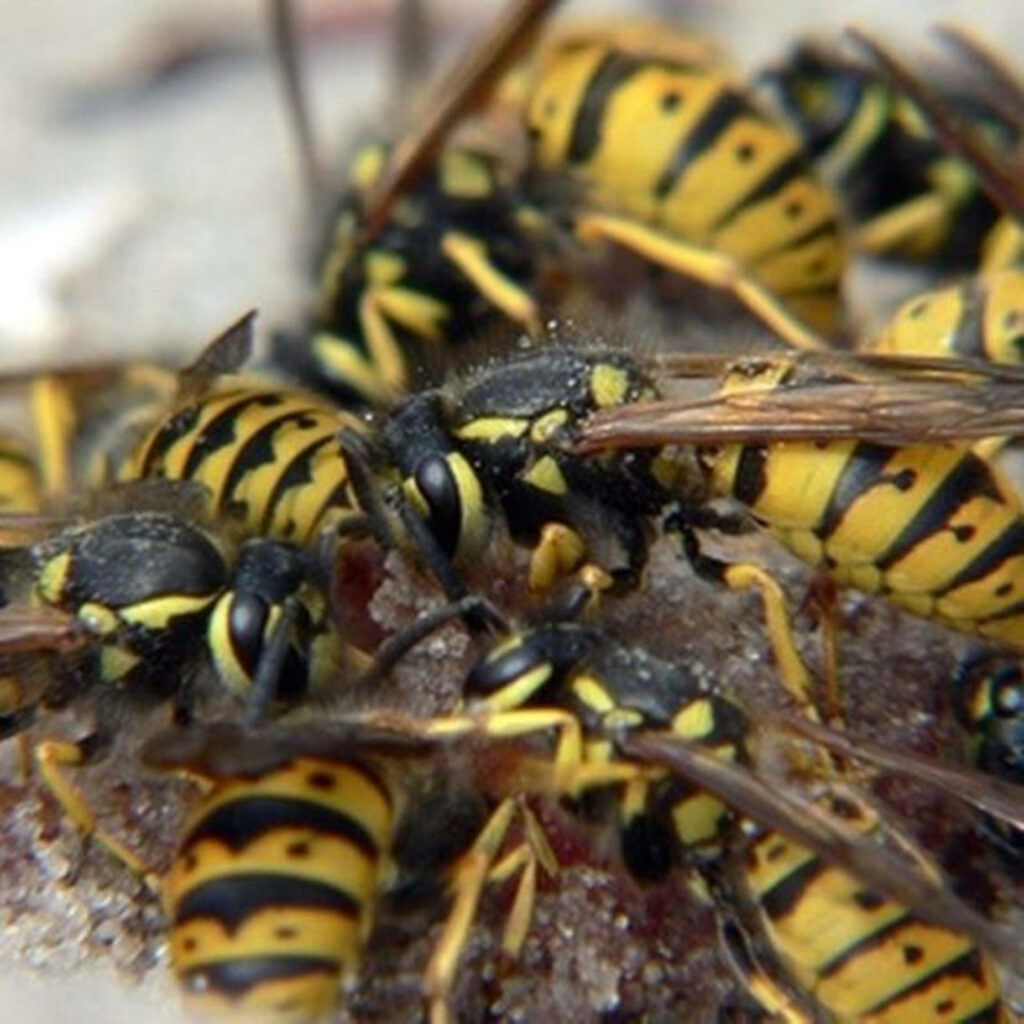 Close-up of worker wasps with yellow and black stripes gathering together teamwork wallpaper background