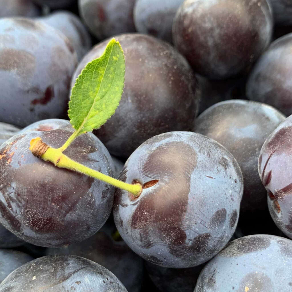 Close-up of ripe Damson plums with deep purple skins and green leaf natural textured wallpaper