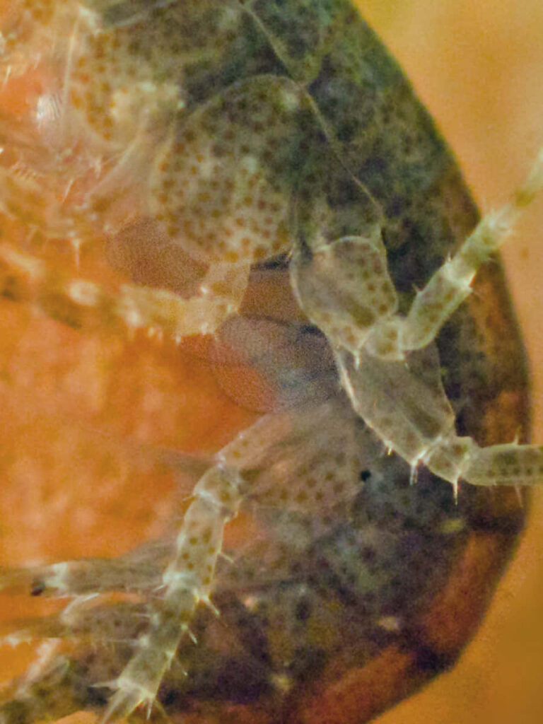 Closeup of translucent amphipod exoskeleton showing intricate textures and delicate details wallpaper