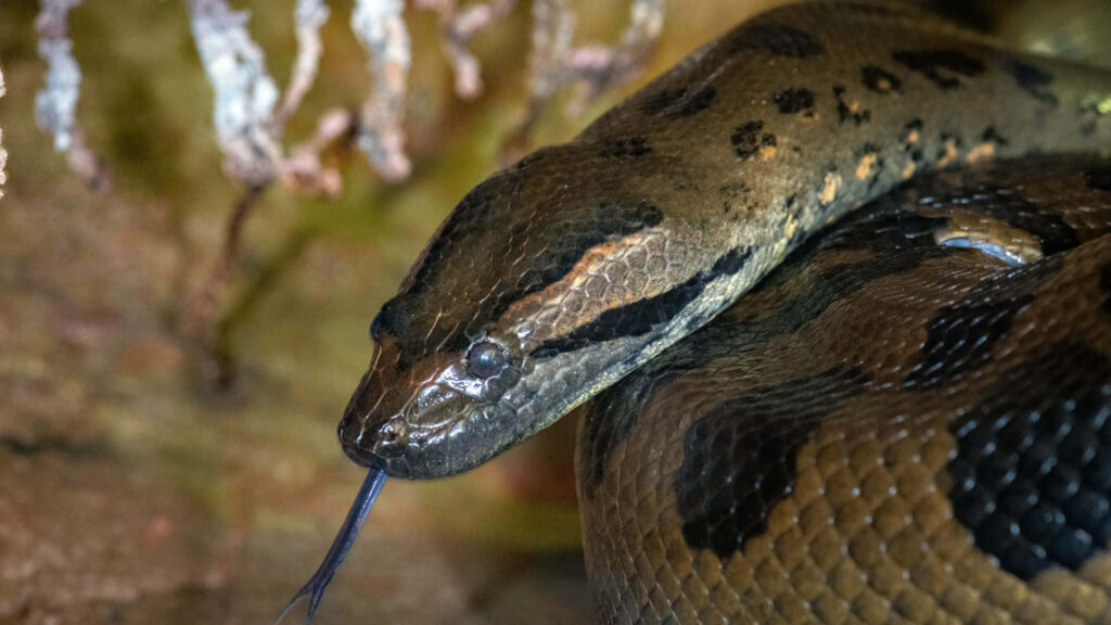 Closeup of anaconda with textured scales and intense gaze flicking tongue in natural habitat wallpaper