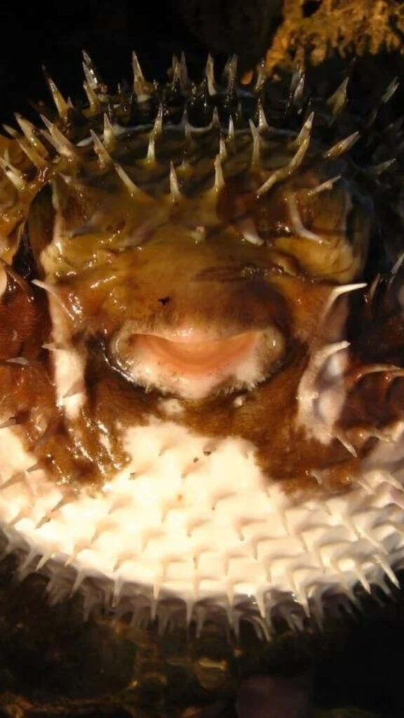 Closeup of an inflated blowfish showing sharp spines and distinctive facial features wallpaper