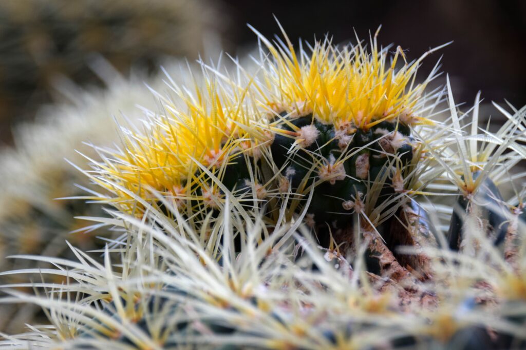 Vibrant Cactus with Sharp Thorns & Yellow Flowers - Wallpaper Background