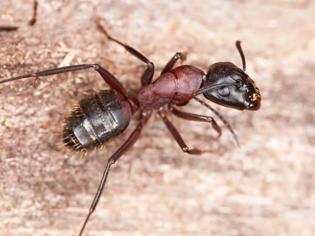 Closeup of shiny black and reddish brown carpenter ant on natural wooden background wallpaper