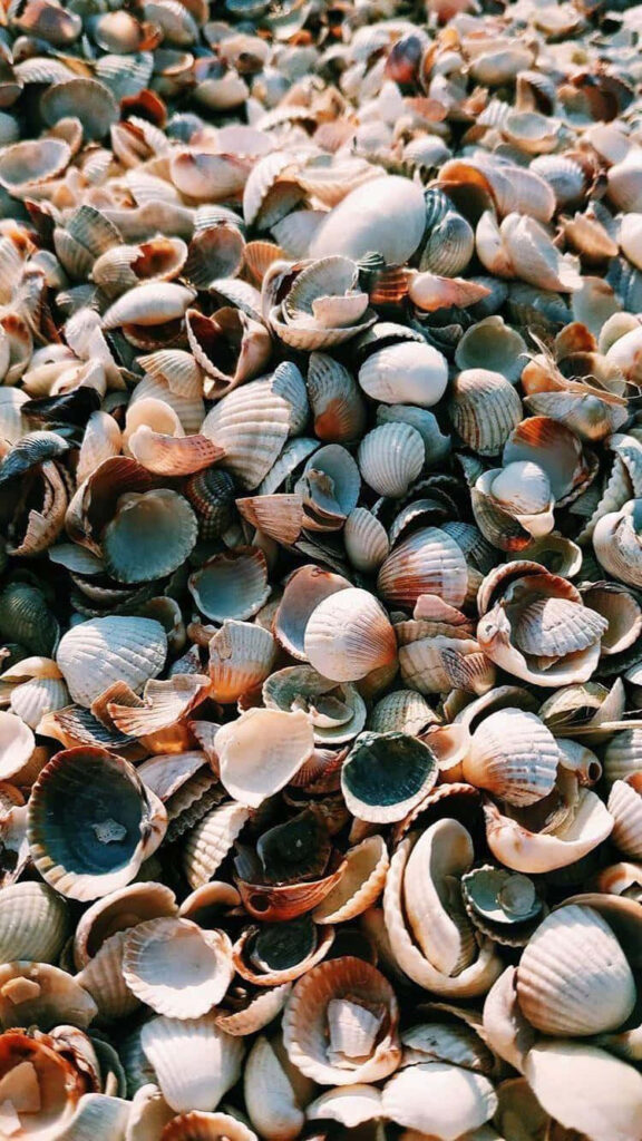 Closeup of cockle seashells on beach in earthy tones detailed textured mosaic wallpaper background