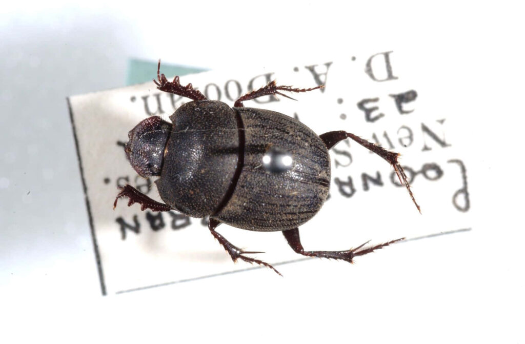 Closeup dung beetle with textured metallic exoskeleton and intricate segmented body patterns wallpaper