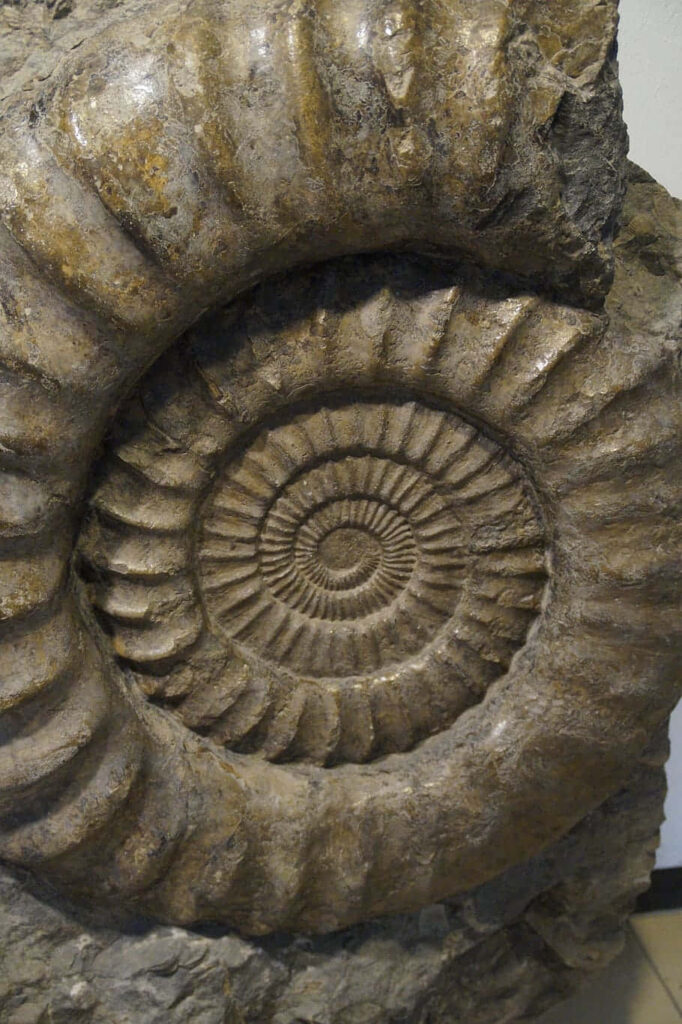 Closeup of fossilized ammonite spiral shell with intricate natural patterns wallpaper background