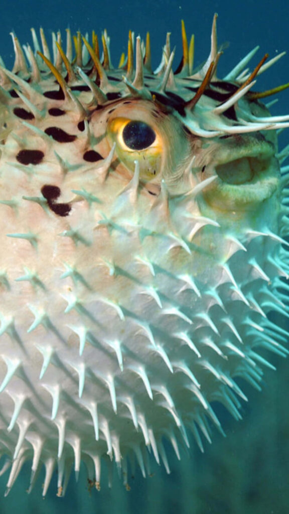 Closeup of inflated blowfish showing spiky body and detailed underwater textures wallpaper