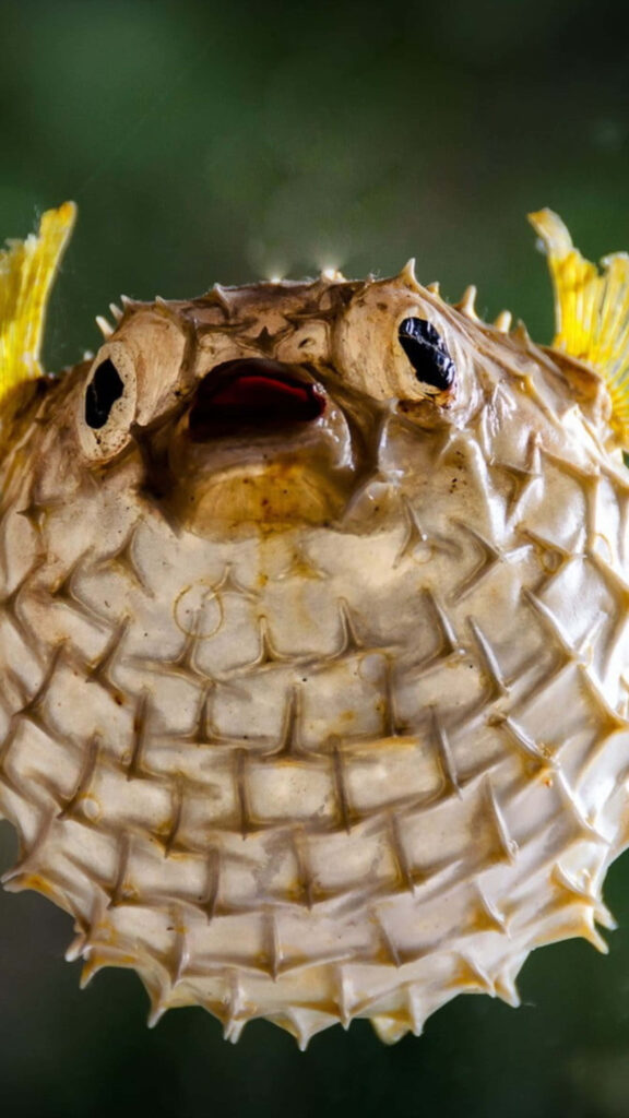 Closeup of an inflated blowfish showing spiky texture and expressive face on soft background Wallpaper