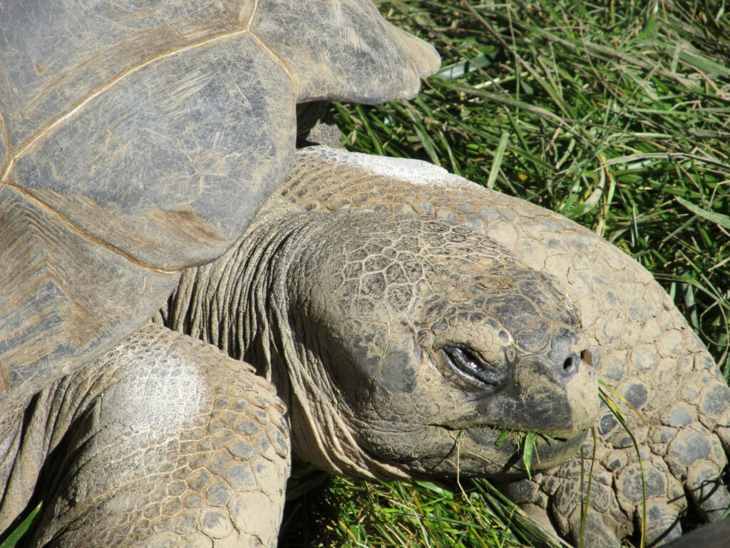Closeup Turtle Headshot with Textured Skin & Natural Grass Background Wallpaper