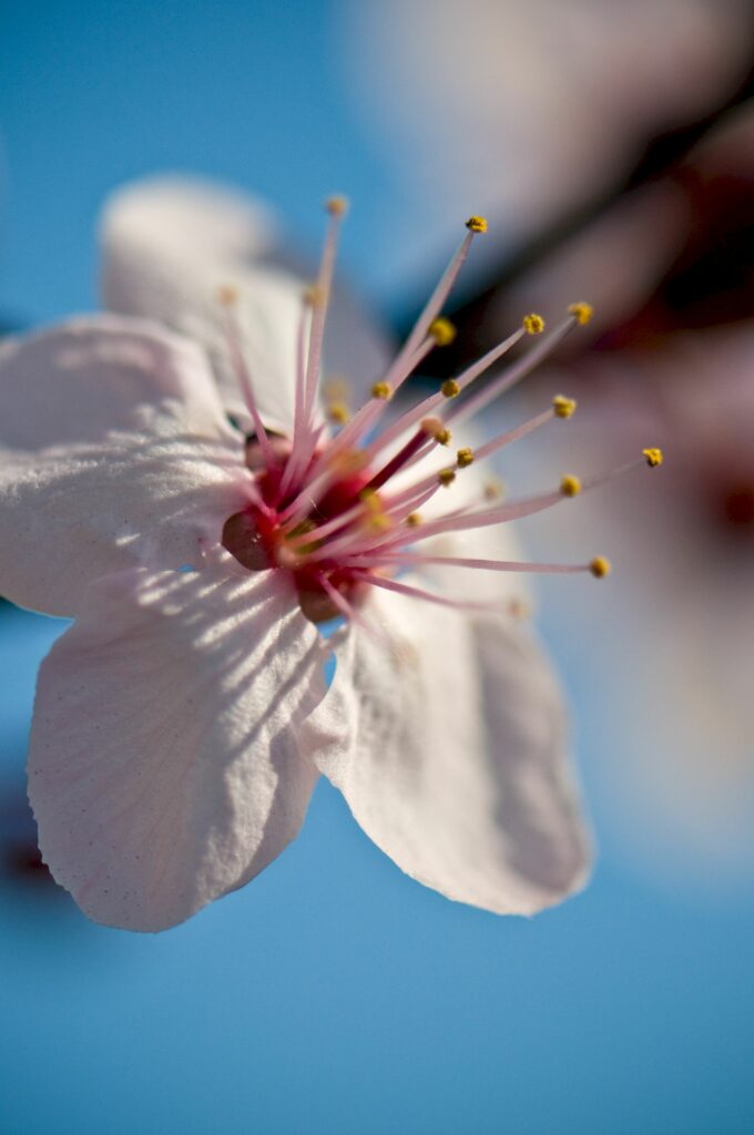 Delicate Flower in Bloom: Intricate Spring Wallpaper Background