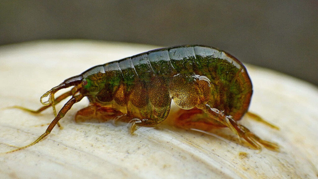 Closeup of translucent amphipod on shell showing detailed segmented body marine life wallpaper